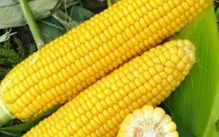 ELEMENT / ЕЛЕМЕНТ