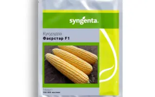 FIRESTAR / ФАЄСТАР