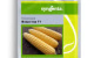 FIRESTAR / ФАЄСТАР