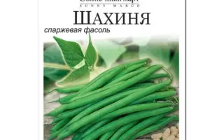 Fascine / Фестін