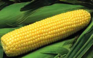 GH 2041 F1 / ГХ 2041 F1