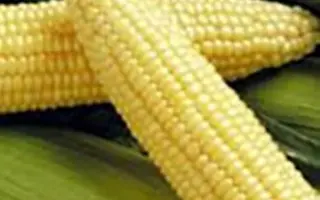 GH 2041 F1 / ГХ 2041 F1