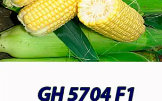 GH 5704 F1 / ГХ 5704 F1