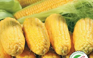 GH 5704 F1 / ГХ 5704 F1