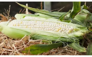 GLACIAL / ГЛАСІАЛ