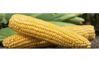 GSS14184 / ГСС14184