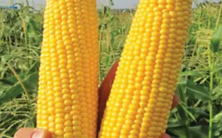 GSS5649 / ГСС5649