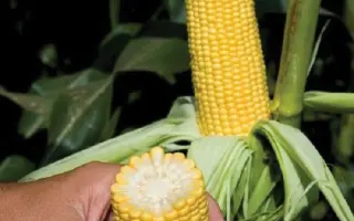 GSS5649 / ГСС5649