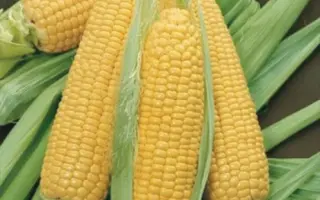 GSS 8529 F1 / ГСС 8529 F1