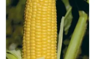 GX 2042 F1 / ГХ 2042 F1