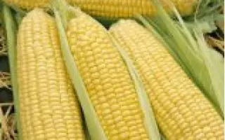 GX 2042 F1 / ГХ 2042 F1