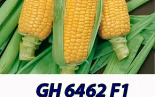 GX 6462 F1 / ГХ 6462 F1