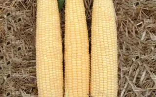 Garrison F1 / Гаррісон F1