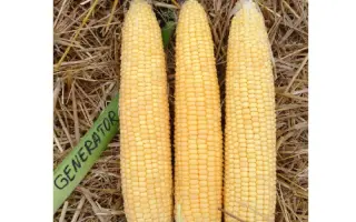 Generator / Генератор