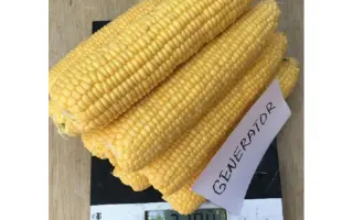 Generator / Генератор