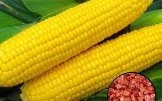 HIGLOW 52 / ХАЙГЛОУ 52