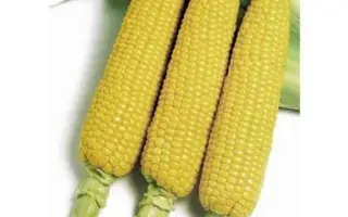 Honey Bantan 78 / Хані Бентем 78