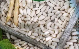 Igolomska / Іголомська