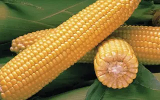 Jubilee F1 / Джубілі F1