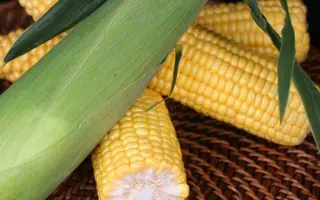 KETAMA / КЕТАМА