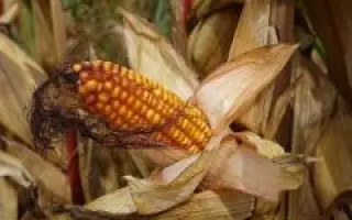 Кабанець СВ