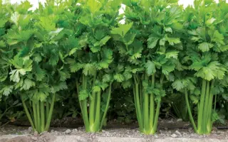 Kelvin / Келвін