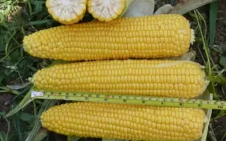 Kokanee F1 / Кокані F1