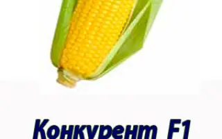 Конкурент