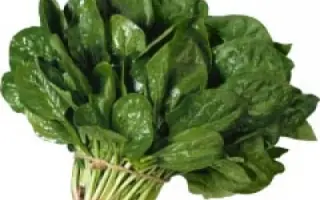 Красень Полісся