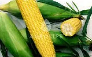 LISKAM / Ліскам