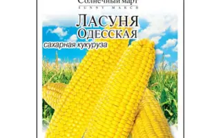 Ласуня одеська