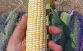 MAYBICO / МАЙБІКО