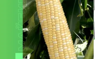 MAYBICO / МАЙБІКО