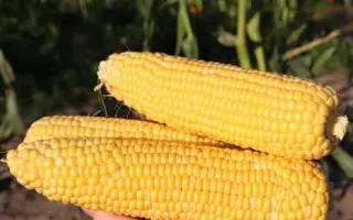 MORELAND / МОРЕЛАНД