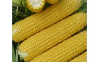 MORELAND / МОРЕЛАНД