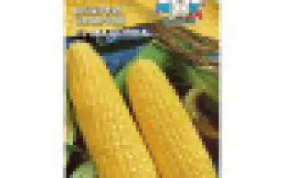 Madonna F1 / Мадонна F1