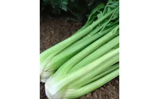 Malachit / Малахіт