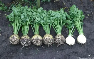 Markiz / Маркіз