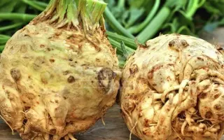 Maxim / Максим