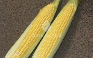 Messenger / Мессенджер