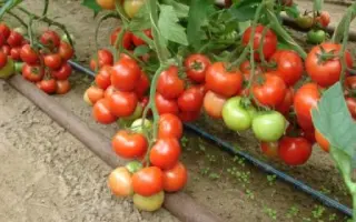 Монсан F1 / Monsan F1