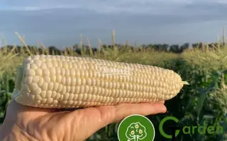 NICOLE / НІКОЛЬ