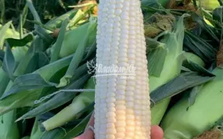 NICOLE / НІКОЛЬ