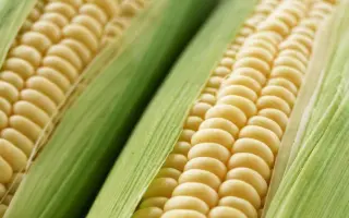 Overland F1 / Оверленд F1