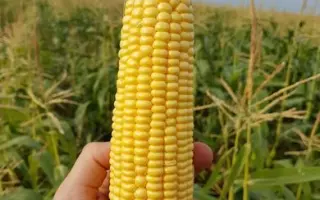 Owatonna / Оватона