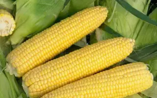 Owatonna / Оватона