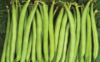 Paloma / Палома