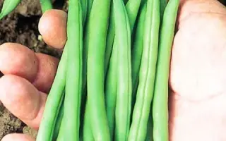 Pation / Патіон