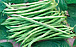 Paulista / Пауліста