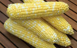 RAQUEL / РАКЕЛЬ